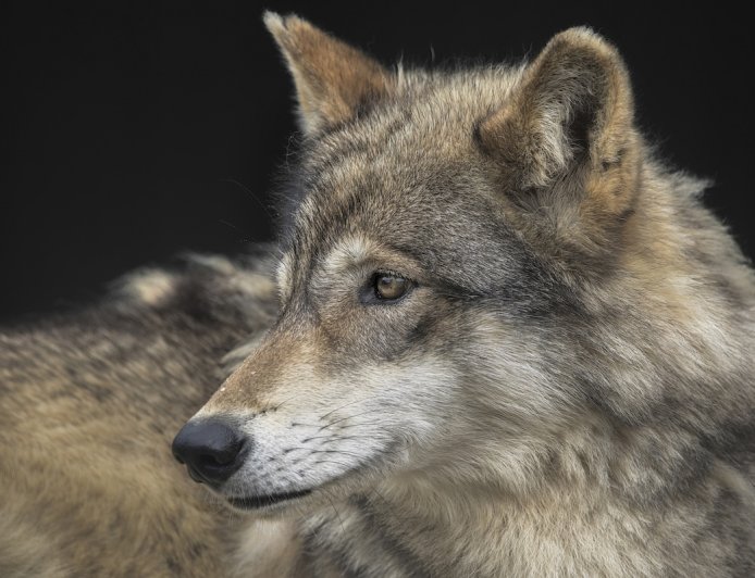 ‘First Time in a Century’: Gray Wolf Spotted in Los Angeles County