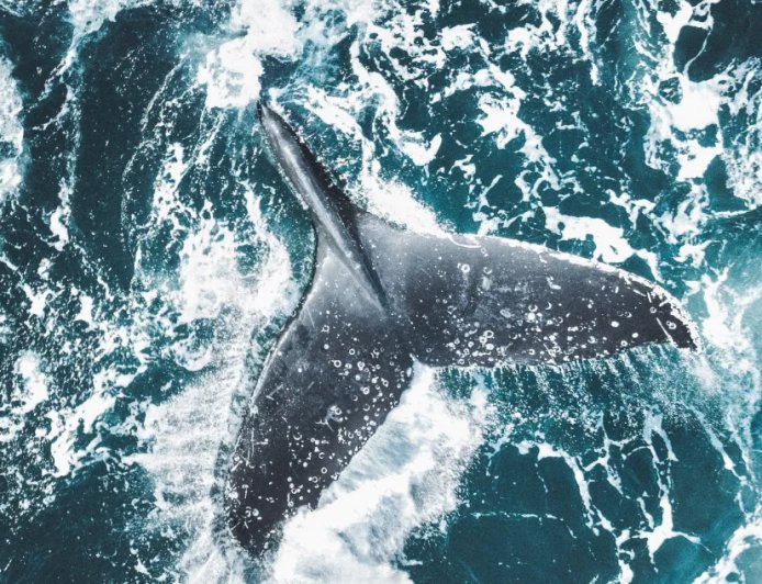 Humpback Whale Charges At Scientist For Surprising Reason