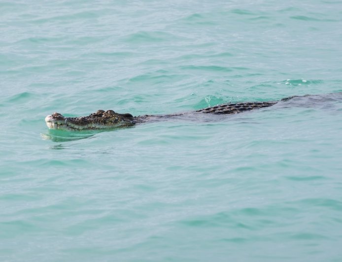 What’s That in the Ocean? Oh, It’s a Massive Crocodile.