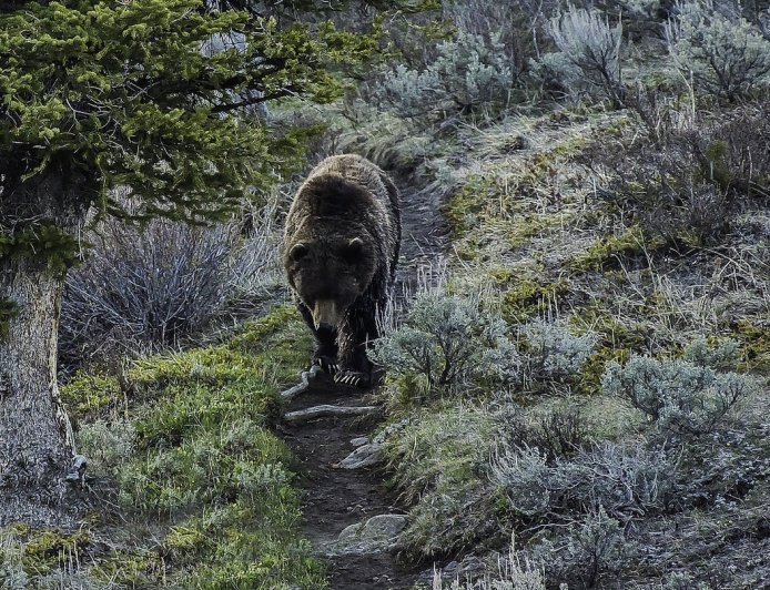 WATCH: Young Hiker Has First Grizzly Bear Encounter on the Trail