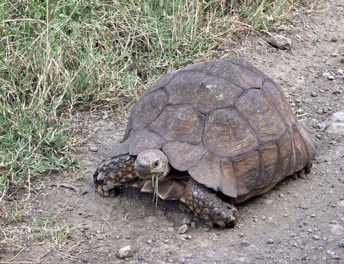 Tortoise Channels Top Speed to Escape Burning Shed (Video)