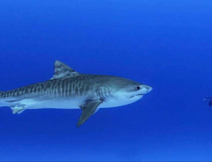 Tiger Shark Bit Scuba Diver In A Case Of Mistaken Identity