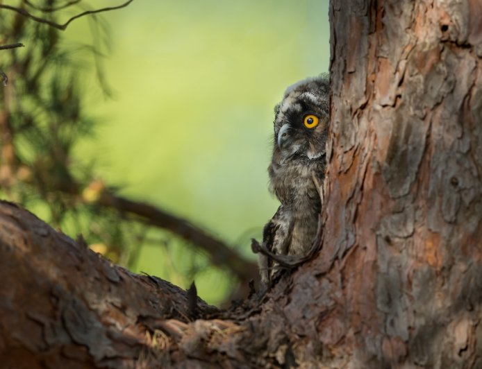 ‘Do You See It?’ How Long Until You Can Find the Owl?