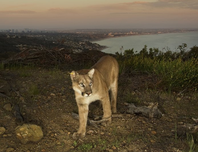 6 Populations of Mountain Lions Now Protected in California