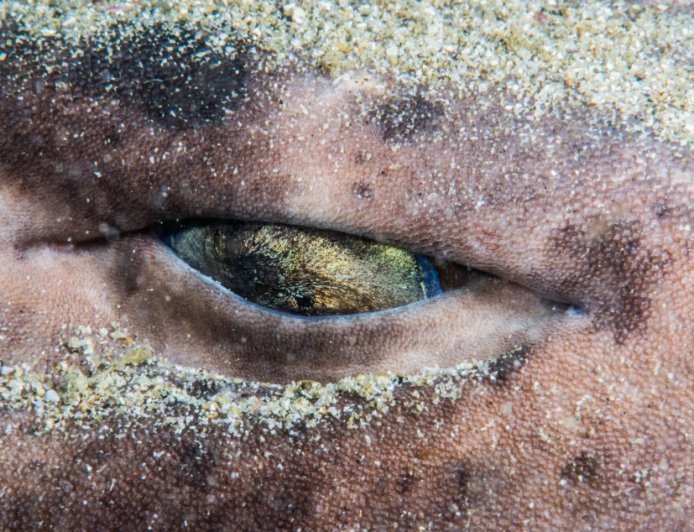 Shark Experts Reveal That We Have Seriously Been Underestimating This Shark Species