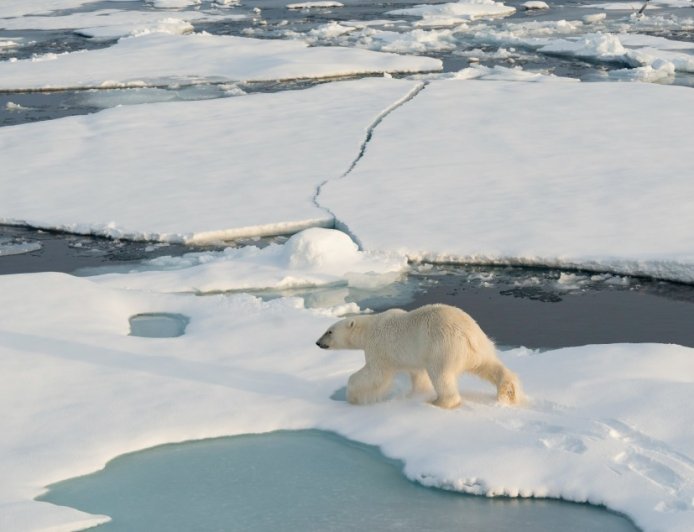 New Research Shares Just How Important Polar Bears Are To The Ecosystem