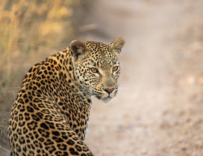 ‘Hidden in Plain Sight’: Can You Find the Leopard in This Video?