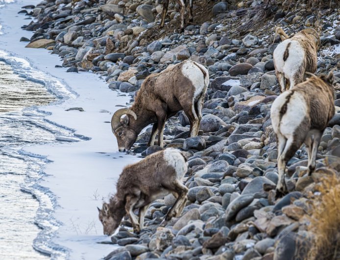 Angler Nearly Gets Rammed by Rams Crossing River (Video)