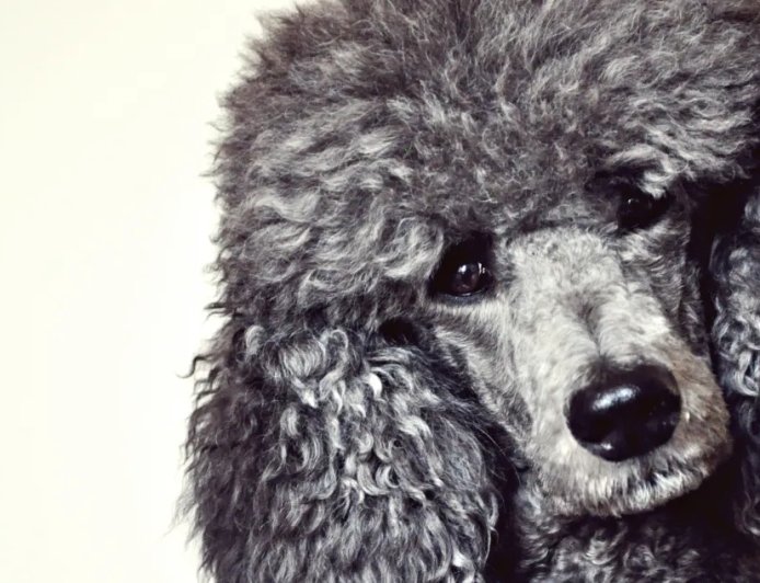 Dog Makes An Unlikely Friend At The Beach And The Internet Loves It