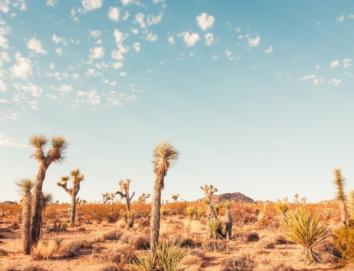 Park Ranger Can’t Contain Joy After Seeing Rare Desert Creature