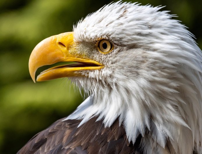 New York City Police Engage In Rare Rescue As They Save A Bald Eagle