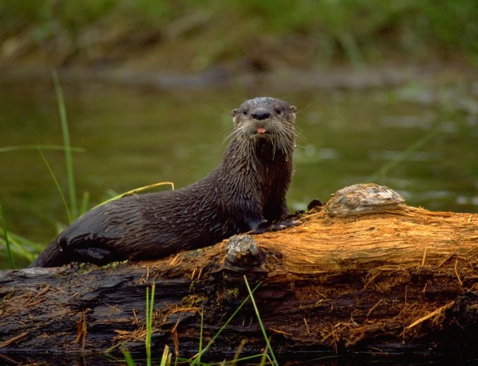 Playful River Otters Have a Blast in Front of Florida Trail Camera