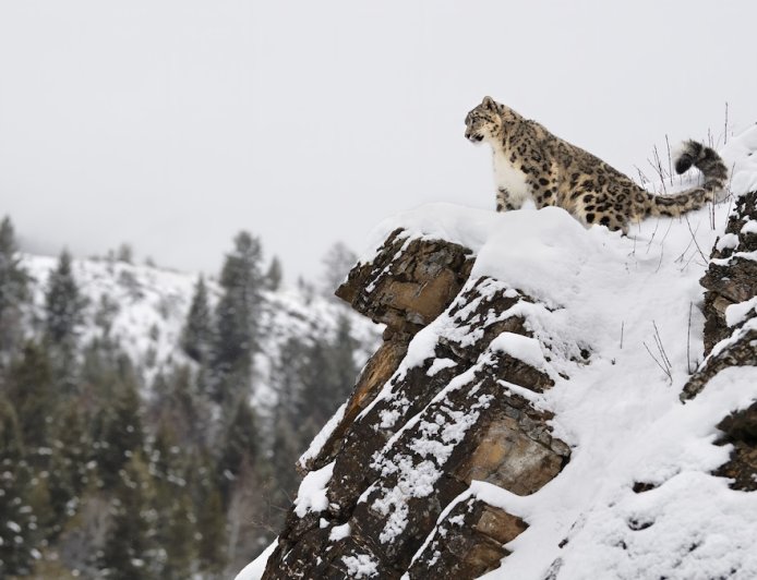 What Happens Next? Snow Leopard vs. Massive Ibex (Video)