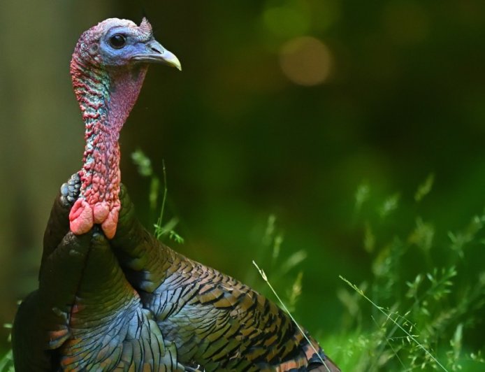 Wild Turkey Causes Traffic Jam At A Crosswalk In N.Y.C.