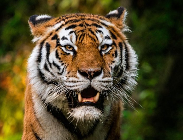 Officials Begin To Investigate Virus That Killed 72 Tigers In Thailand