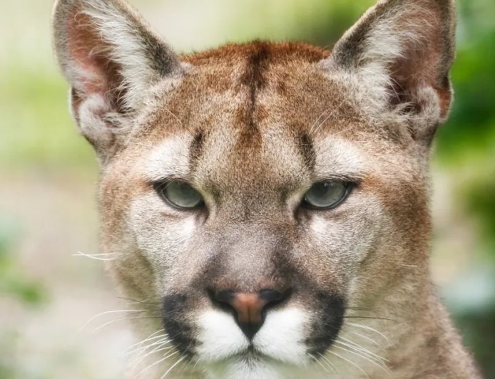 California Family Set Out Coyote Trap Only To Catch A Mountain Lion