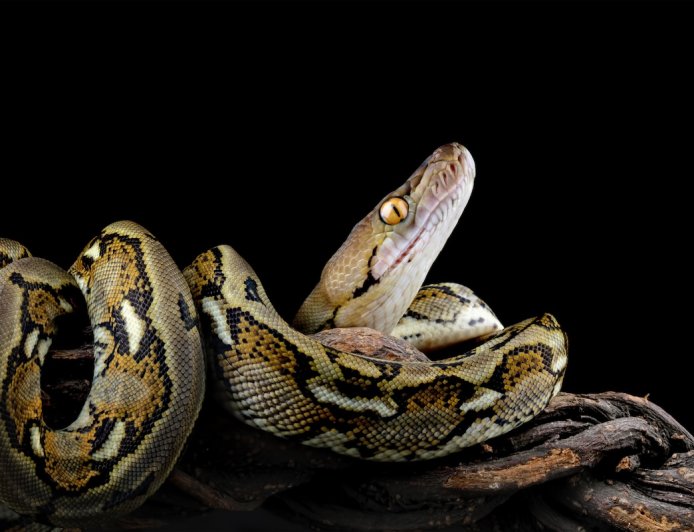 Reticulated Python Breaks World Record for Longest Wild Snake
