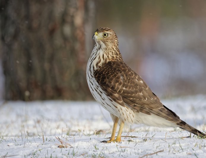 Man Sentenced After Pouring Alcohol Down Hawk’s Throat