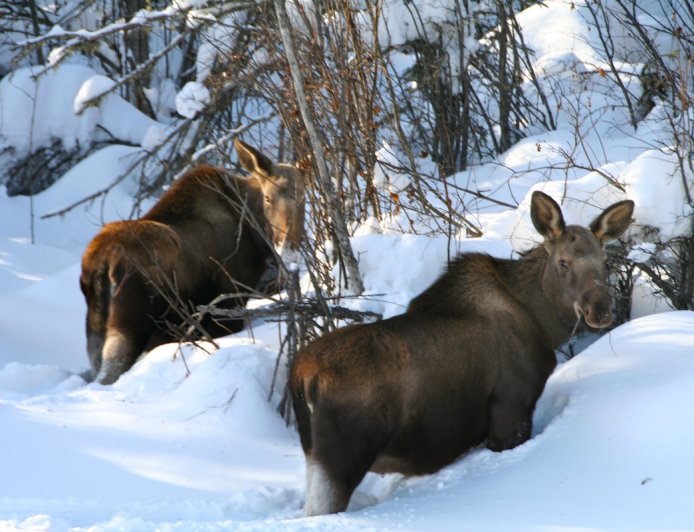 WATCH: Skier Approaches Moose in Colorado (It Doesn’t Go Well)