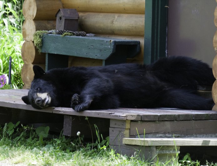 Doorbell Cam Catches Bear Trying to Swipe Package (Video)