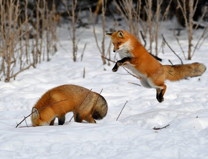 Delightful Video Shows Foxes Playing in the Snow