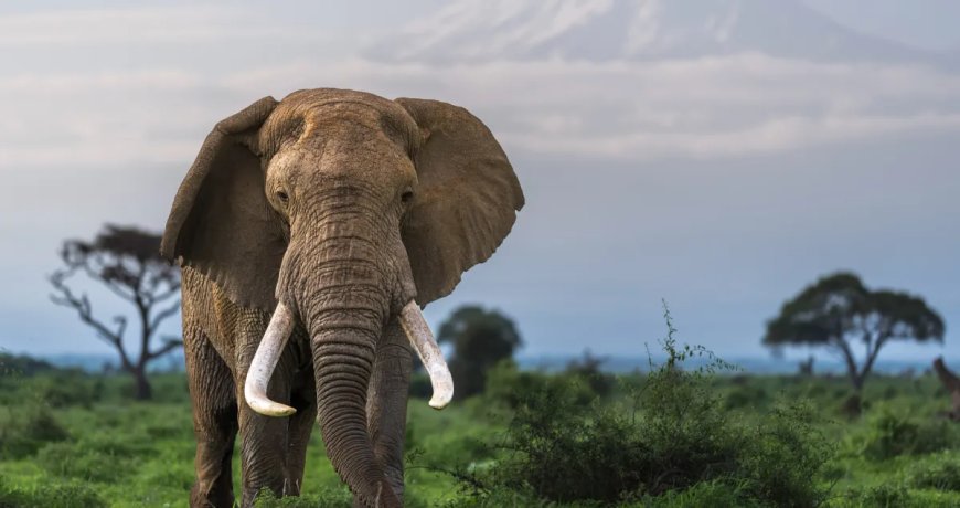 Man Shares His Distressing Discovery While Walking In Wildlife Habitat