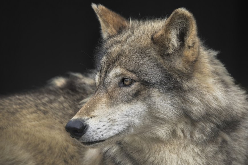 ‘First Time in a Century’: Gray Wolf Spotted in Los Angeles County