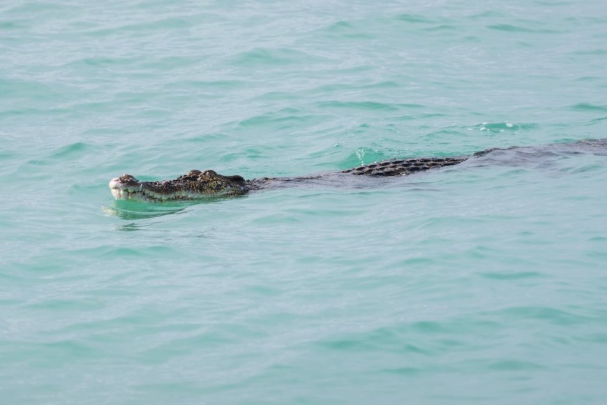 What’s That in the Ocean? Oh, It’s a Massive Crocodile.