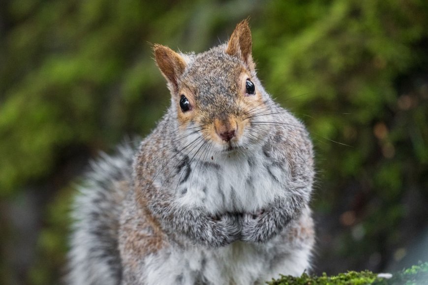 WATCH: Squirrel Disrupts Soccer Game, Crowd Can’t Get Enough