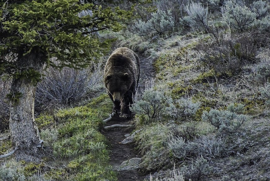 WATCH: Young Hiker Has First Grizzly Bear Encounter on the Trail