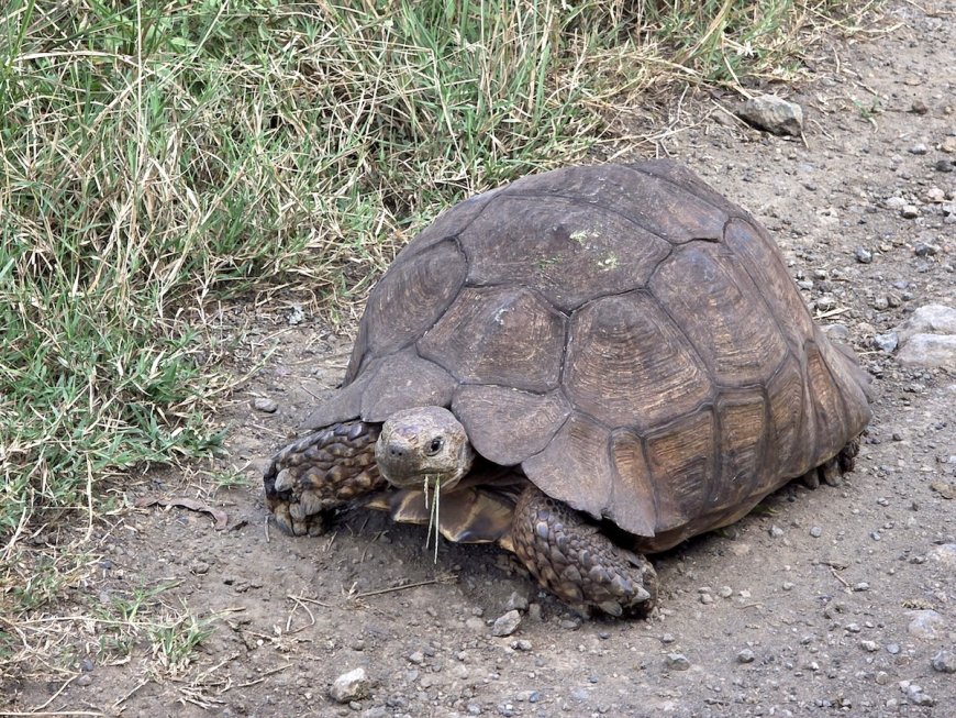 Tortoise Channels Top Speed to Escape Burning Shed (Video)