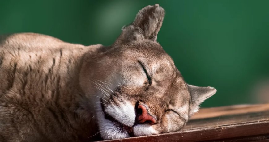Trail Camera Catches Epic Photos Of Sleepy Mountain Lion