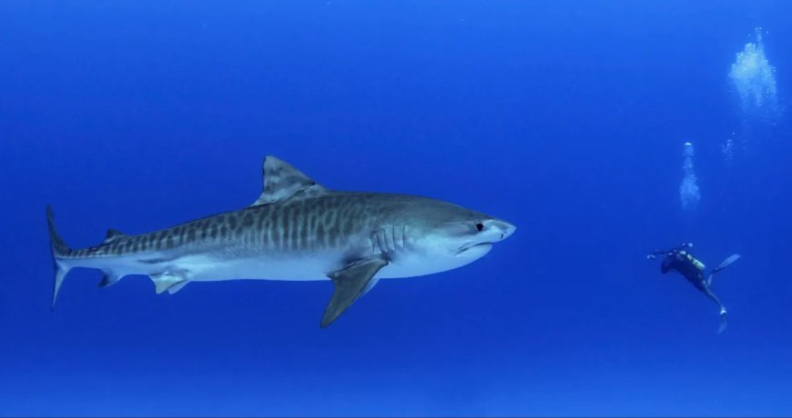 Tiger Shark Bit Scuba Diver In A Case Of Mistaken Identity