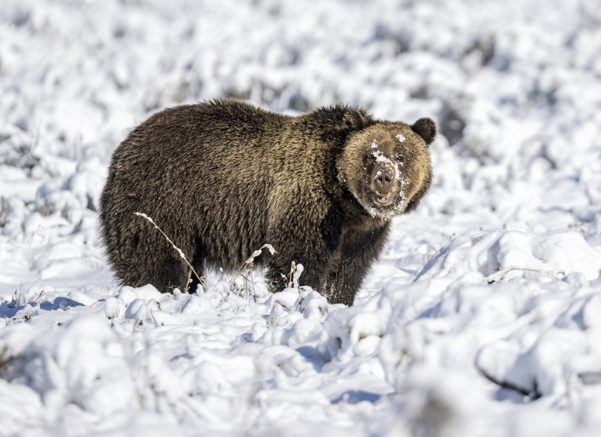 ‘Grizz in January!’ Very Early Grizzly Bear Spotted in Yellowstone