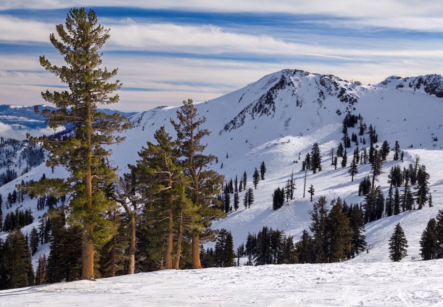 California Biologists Announce Sighting of Incredibly Rare Mammal