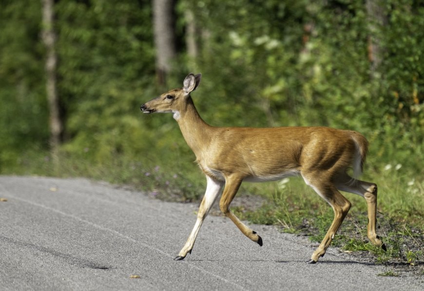 Woman Saves Deer Tangled in Metal Fence (Viral Video)