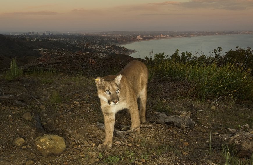 6 Populations of Mountain Lions Now Protected in California