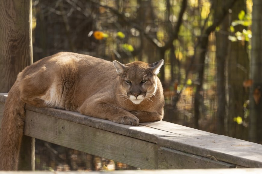 ‘Majestic and Mesmerizing’: Cougar Approaches Home in Canada