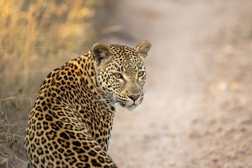 ‘Hidden in Plain Sight’: Can You Find the Leopard in This Video?