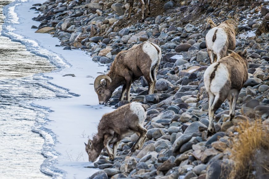 Angler Nearly Gets Rammed by Rams Crossing River (Video)