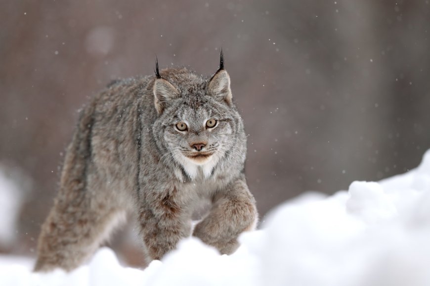 WATCH: Multiple Rare Lynx Sightings Near Ski Area in Canada