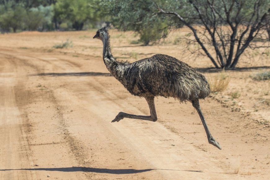 Hilarious Video Shows Police Officer Handcuffing an Emu