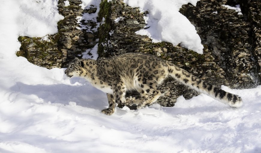 Eight Hours in the Snow Results in ‘Dream’ Snow Leopard Footage