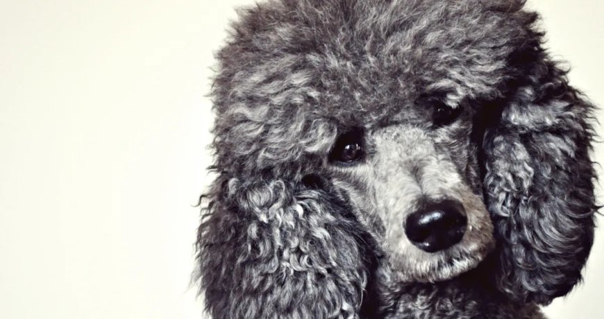 Dog Makes An Unlikely Friend At The Beach And The Internet Loves It