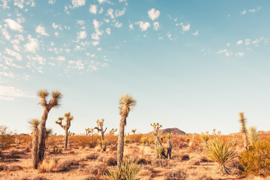 Park Ranger Can’t Contain Joy After Seeing Rare Desert Creature