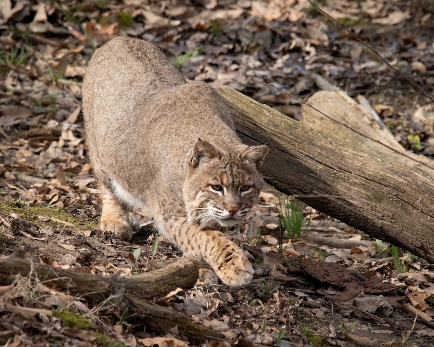 WATCH: Bobcat vs. Bobcat in Kern River Campground
