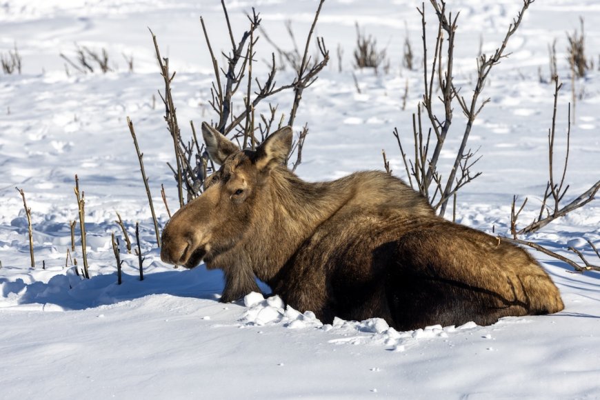 Snowmobilers Rescue Young Moose Stuck in Deep Snow (Video)