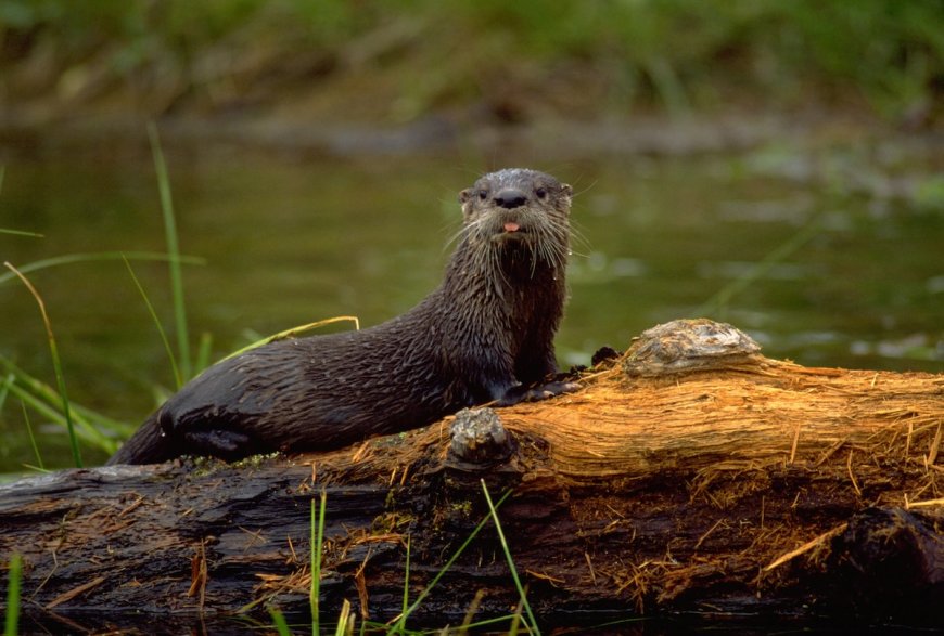 Playful River Otters Have a Blast in Front of Florida Trail Camera
