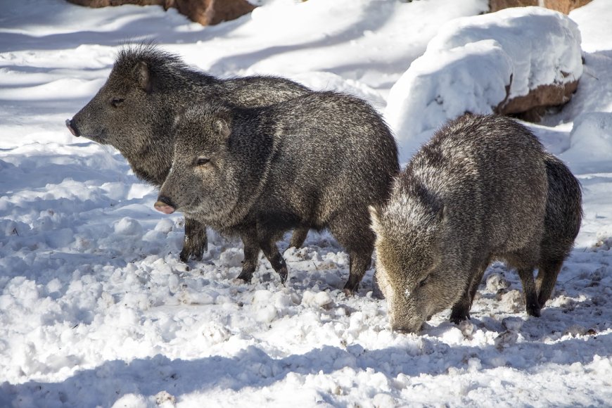 WATCH: Javelinas Navigate Snow in Arizona’s High Country