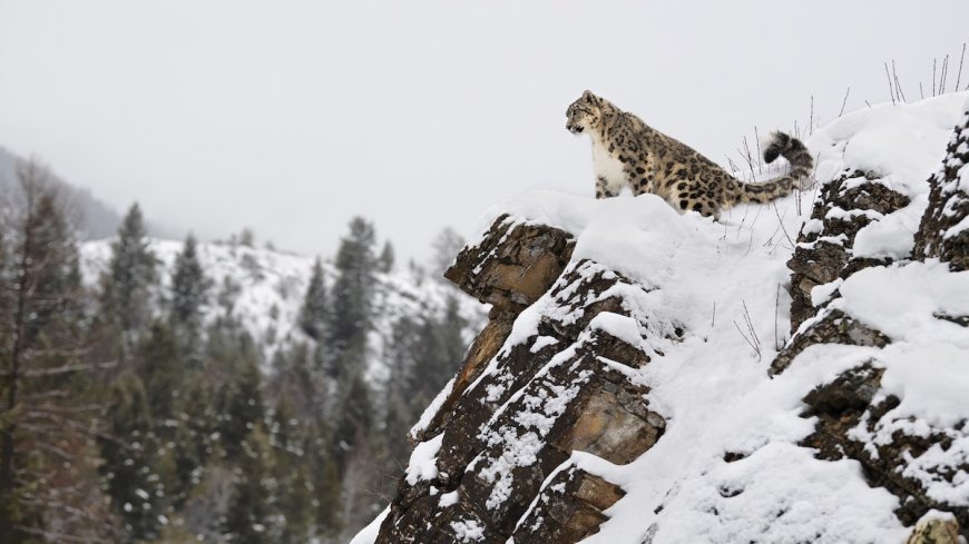 What Happens Next? Snow Leopard vs. Massive Ibex (Video)